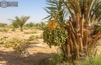بالصور .. مزرعة فدك من المشاريع الإستثمارية المهمة في العتبة العلوية المقدسة