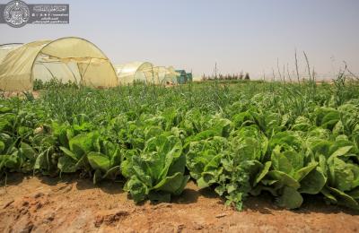 بالصور .. بركات أمير المؤمنين (ع) في مزرعة فدك التابعة للعتبة العلوية المقدسة 
