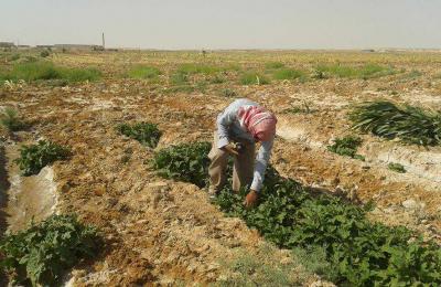 مزرعة فدك الزراعية تطرح وجبة من المحاصيل الزراعية الى اسواق المحافظة
