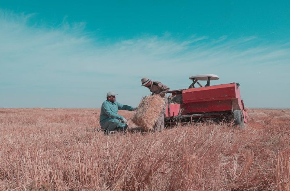 العتبة العلوية : حملة حصاد كبرى لــ 1300 دونم لمحصول الشعير في مشروع فدك الزراعي 