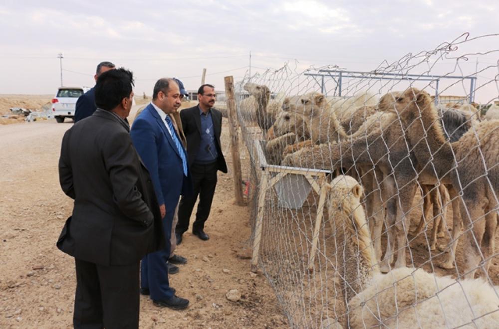 الامانة العامة للعتبة العلوية المقدسة تنشئ حظائر جديدة من قطعان الابل دعما لمشروعها الاستراتيجي في تنمية الثروة الحيوانية في مزرعة فدك الزراعية 