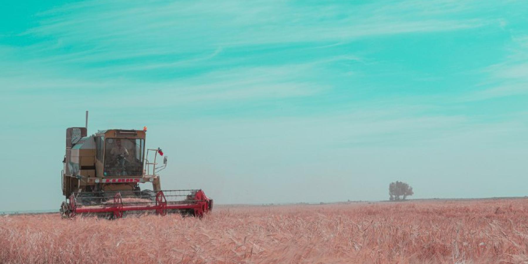 العتبة العلوية : حملة حصاد كبرى لــ 1300 دونم لمحصول الشعير في مشروع فدك الزراعي 