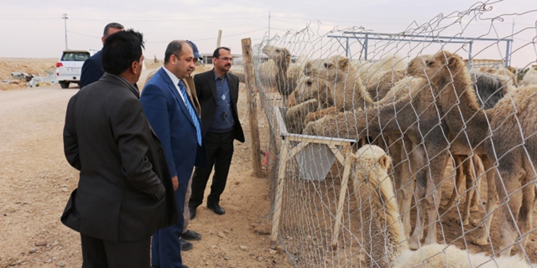 الامانة العامة للعتبة العلوية المقدسة تنشئ حظائر جديدة من قطعان الابل دعما لمشروعها الاستراتيجي في تنمية الثروة الحيوانية في مزرعة فدك الزراعية 