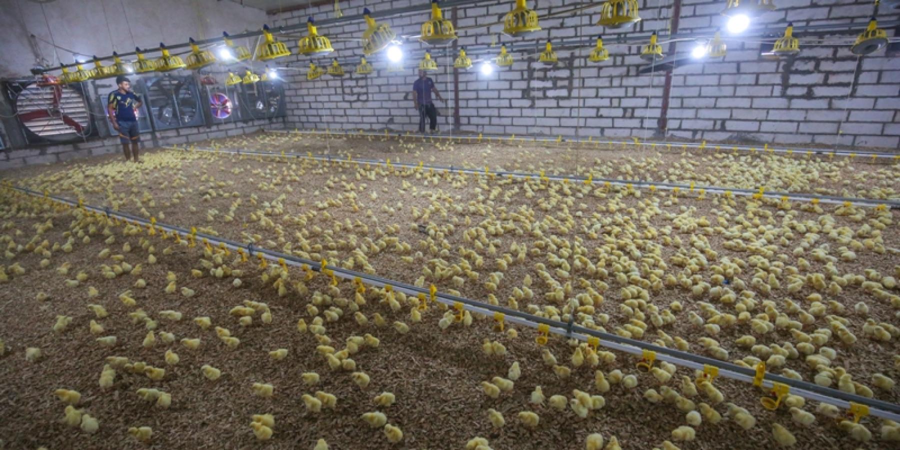 شركة فيض القسيم التابعة إلى العتبة العلوية المقدسة تجهز حقول الدواجن بــ(35) ألف فرخ دجاج
