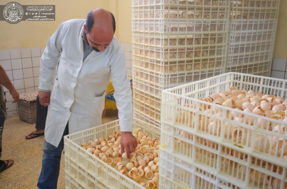شركة فيض القسيم التابعة إلى العتبة العلوية المقدسة تجهز حقول الدواجن بــ(35) ألف فرخ دجاج