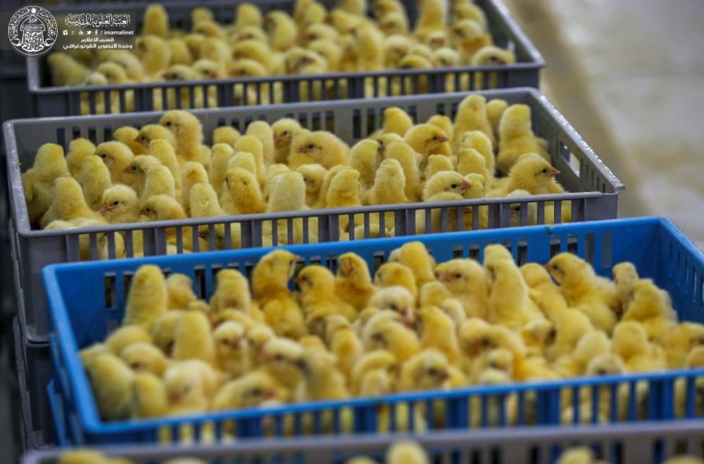 العتبة العلوية تعلن إنتاج 15 ألف طير كوجبة أولى من أفراخ الدجاج في مفقس "فيض القسيم"  
