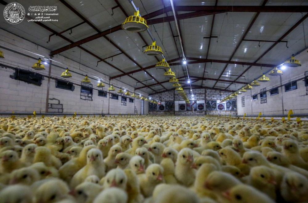 العتبة العلوية تعلن إنتاج 15 ألف طير كوجبة أولى من أفراخ الدجاج في مفقس "فيض القسيم"  