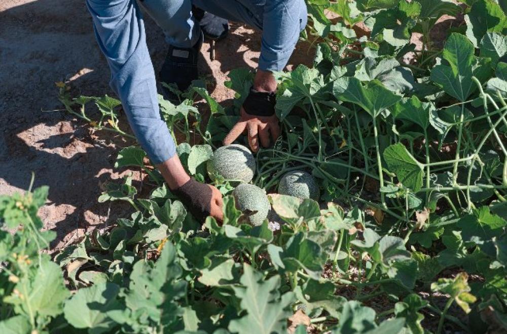 العتبة العلوية تعمل على زراعة 100 دونم لزيادة الغلة الزراعية من محاصيل الخضر والفواكه الصيفية المكشوفة 