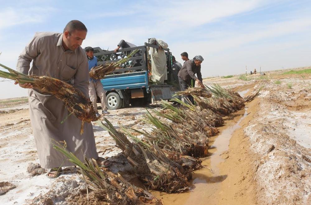متبرعون عراقيون وعرب يرفدون مزرعة فدك التابعة للعتبة العلوية المقدسة بمئات من فسائل النخيل