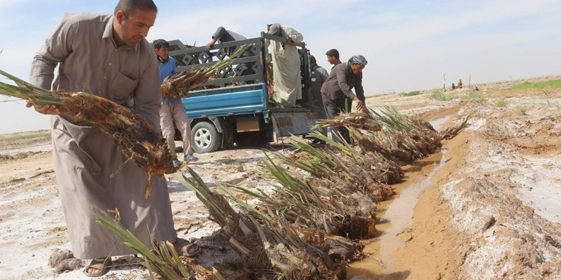متبرعون عراقيون وعرب يرفدون مزرعة فدك التابعة للعتبة العلوية المقدسة بمئات من فسائل النخيل