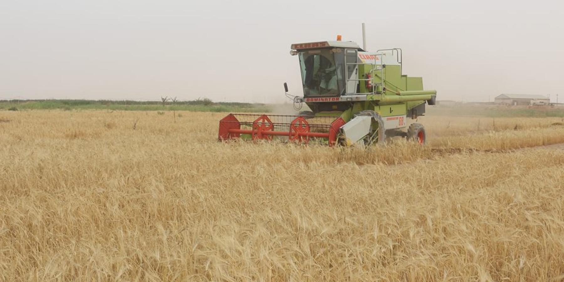 مشروع فدك الزراعي التابع للعتبة العلوية المقدسة يستكمل حصاد (11) طن ناتجاً من زراعة 80 دونما من المحاصيل العلفية