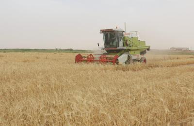 مشروع فدك الزراعي التابع للعتبة العلوية المقدسة يستكمل حصاد (11) طن ناتجاً من زراعة 80 دونما من المحاصيل العلفية